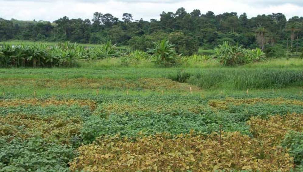 Cuma Bénin - promouvoir soja